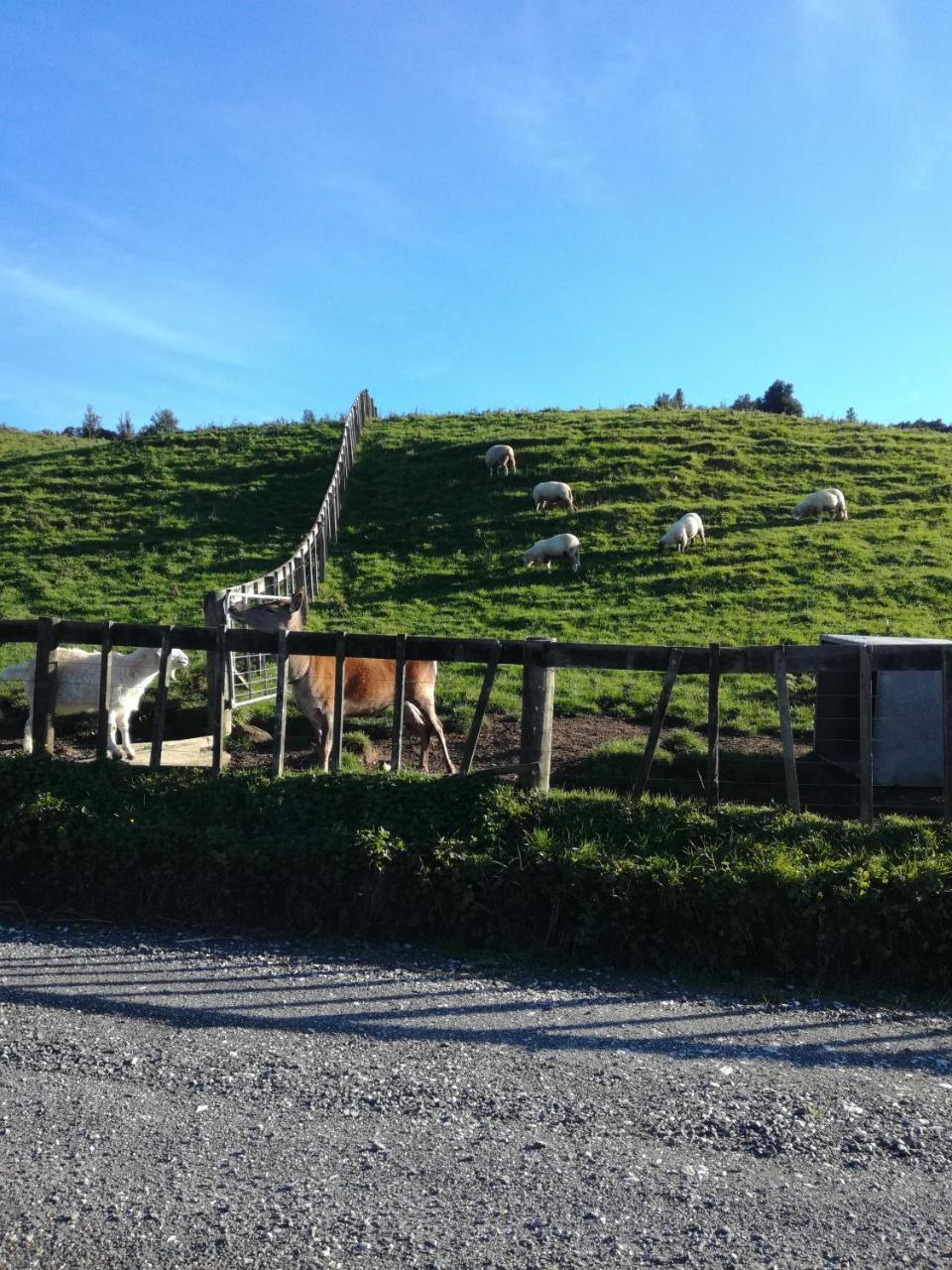 Junohall Backpackers Waitomo Caves Εξωτερικό φωτογραφία